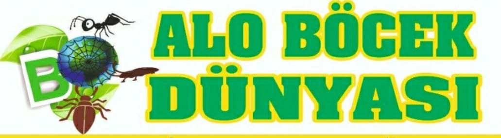 Alo B&ouml;cek D&uuml;nyası